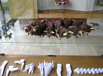 2009: expozice na výstavě v Hradci Králové