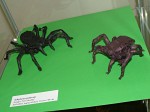 Petr Stuchlý: pavouci