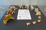 2012, Geneze žáby: expozice na výstavě v Berouně