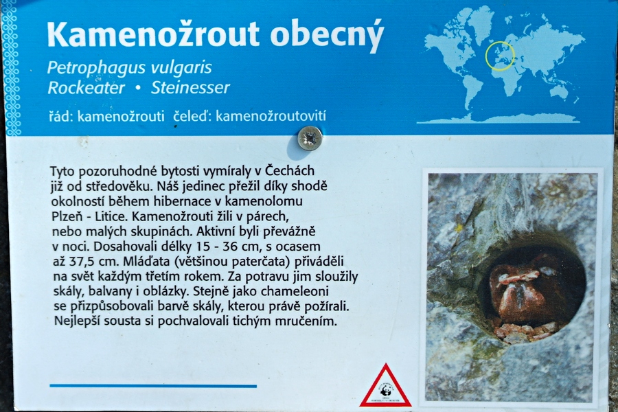 kamenožrout obecný