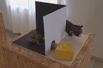 David Brill: kočka, myš a sýr, interpretace: Luděk Šindelář
