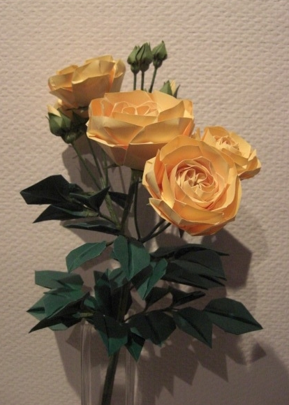 Naomiki Sato: růže
