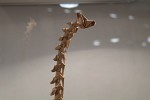 Fumiaki Kawahata: kostra brachiosaura, detail hlavy
