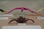 Petr Stuchlý: pteranodon